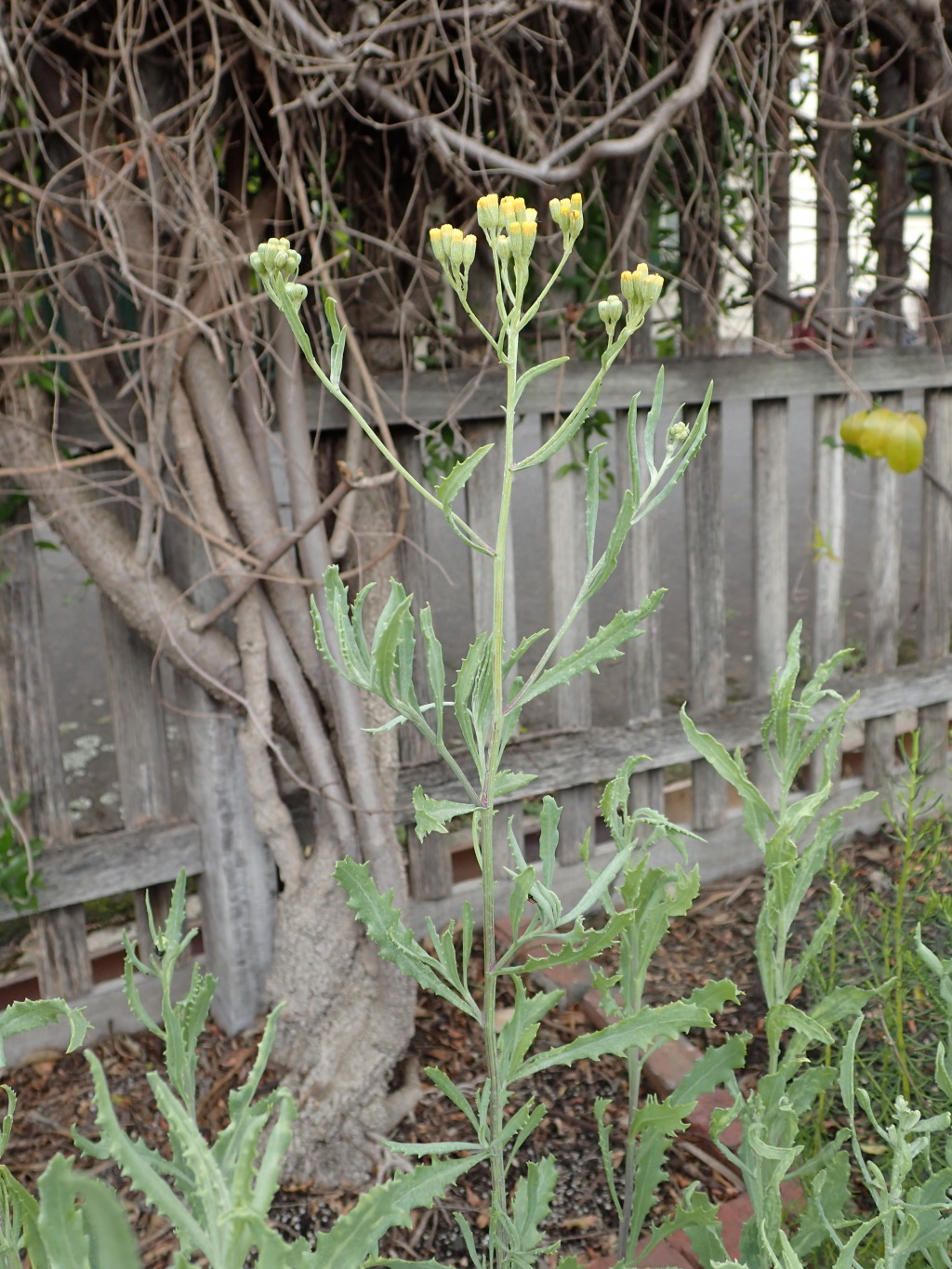 Senecio lanibracteus (hero image)