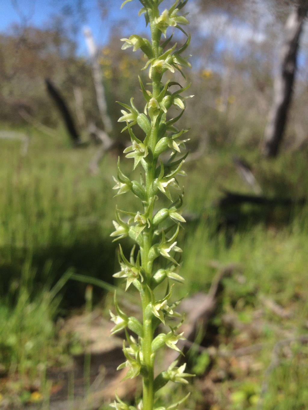 Prasophyllum lindleyanum (hero image)