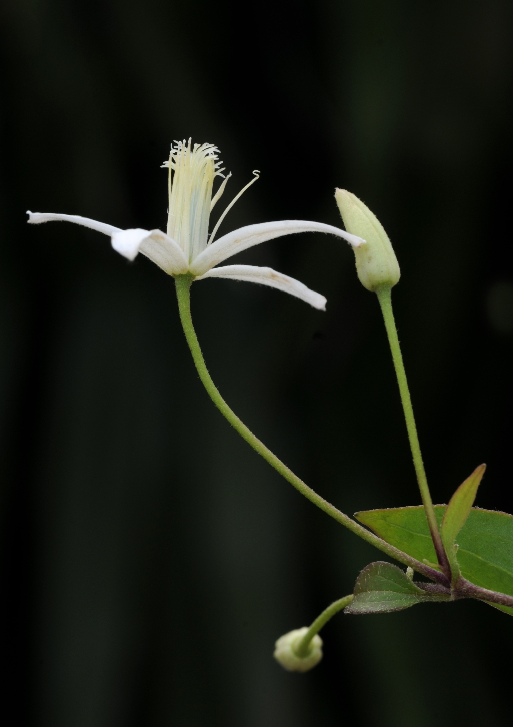 Ranunculaceae (hero image)