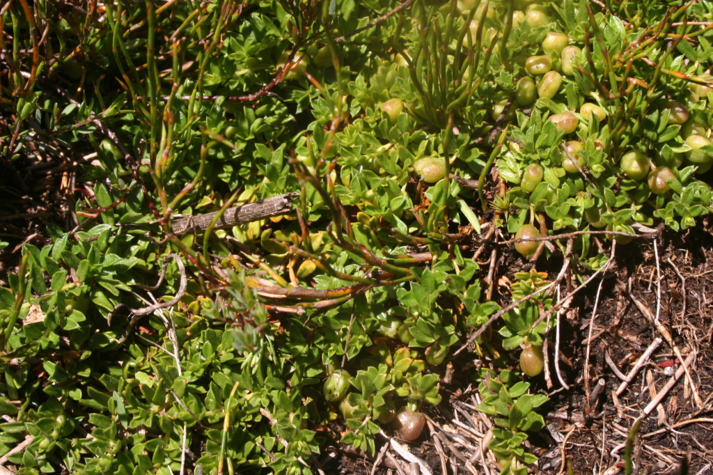 Rhytidosporum inconspicuum (hero image)