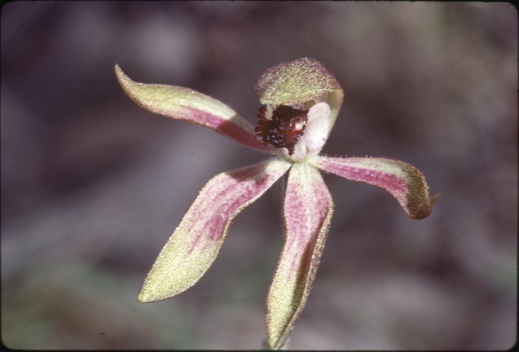 Caladenia iridescens (hero image)