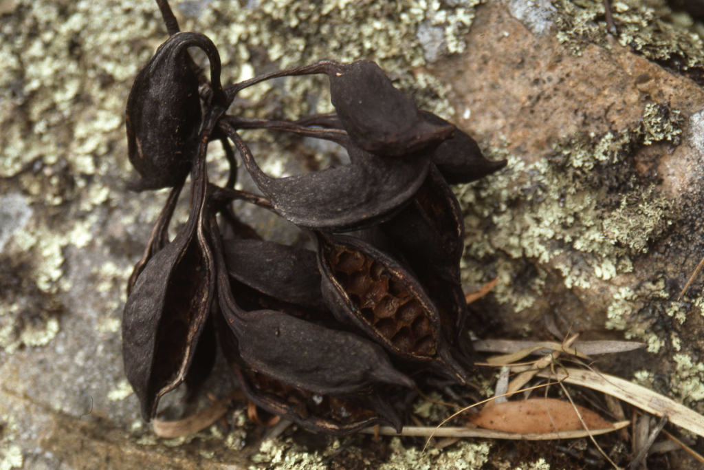 Brachychiton populneus subsp. populneus (hero image)