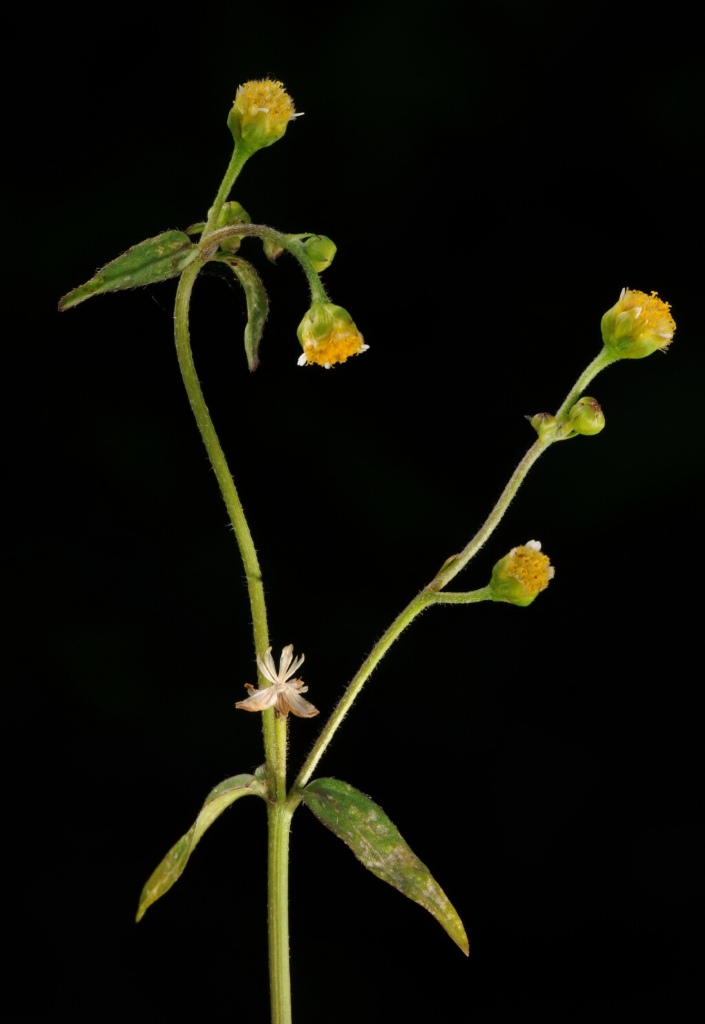 Galinsoga parviflora (hero image)
