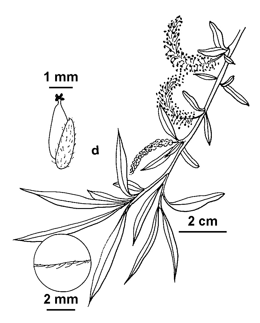 Salix ×sepulcralis (hero image)