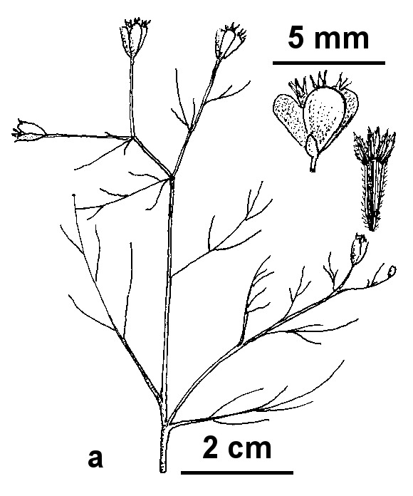 Schkuhria (hero image)