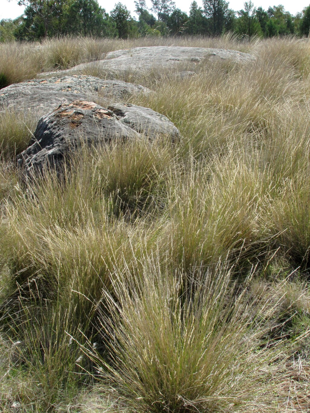 Aristida ramosa (hero image)