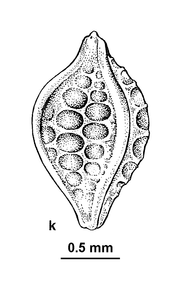 Schoenus sculptus (hero image)