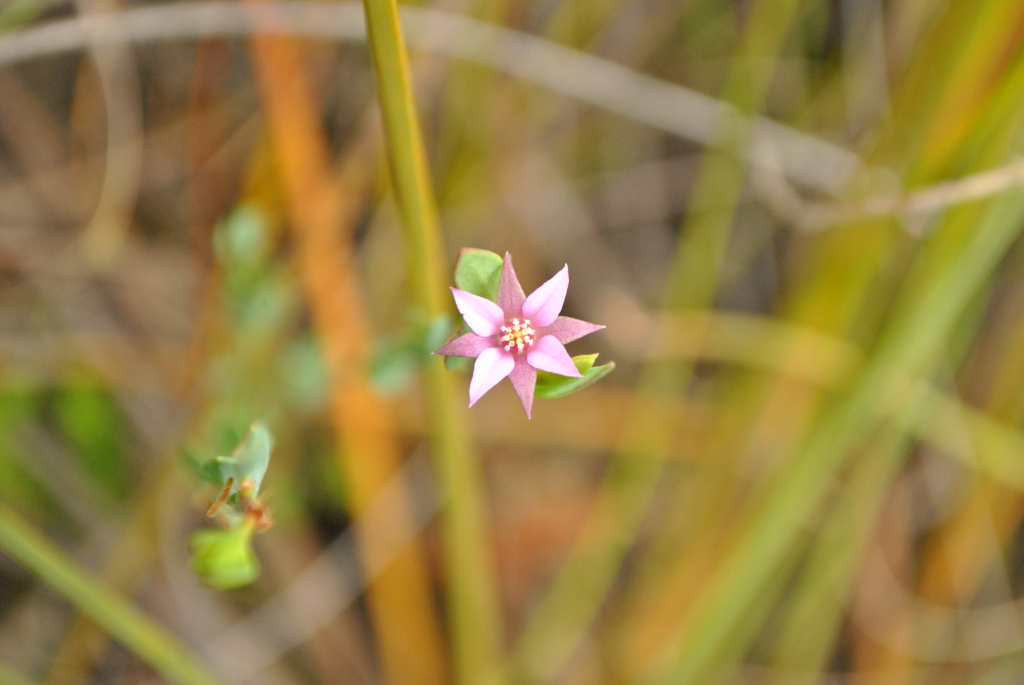 Boronia parviflora (hero image)