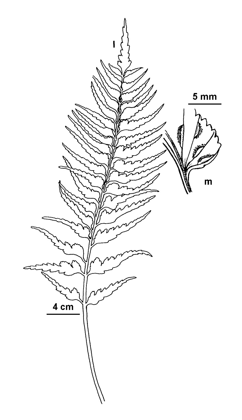 Asplenium polyodon (hero image)