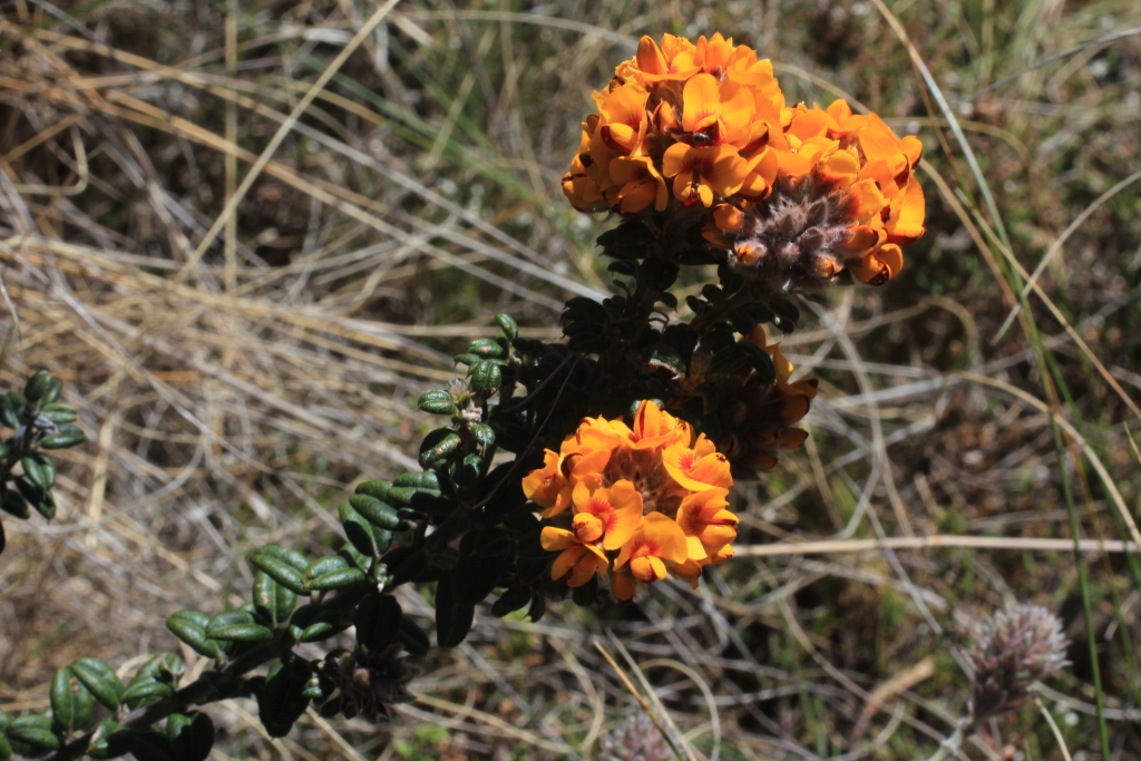 Pultenaea capitellata (hero image)