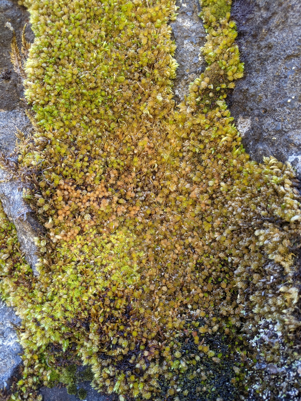 Lepyrodontaceae (hero image)