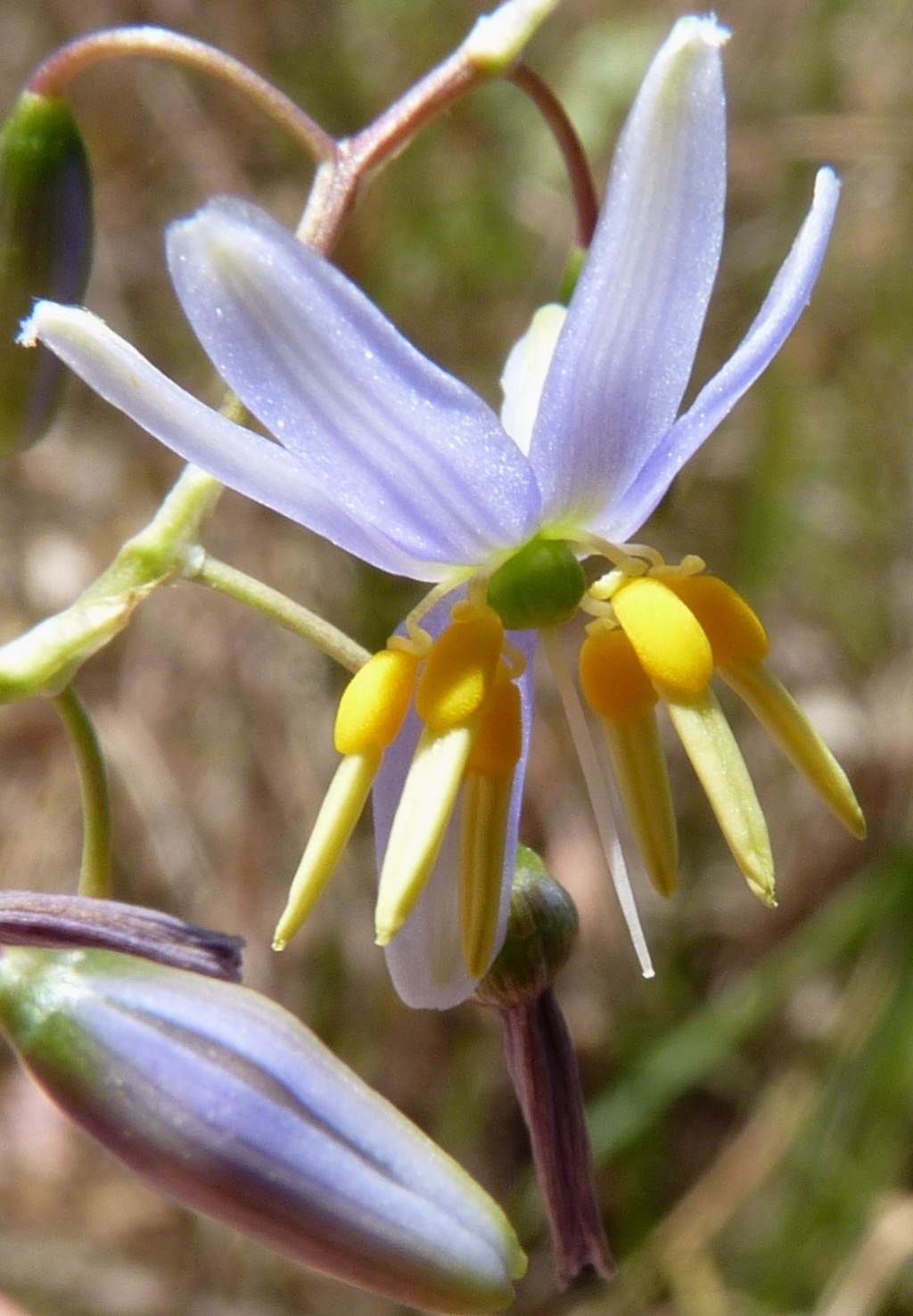 Dianella tarda (hero image)