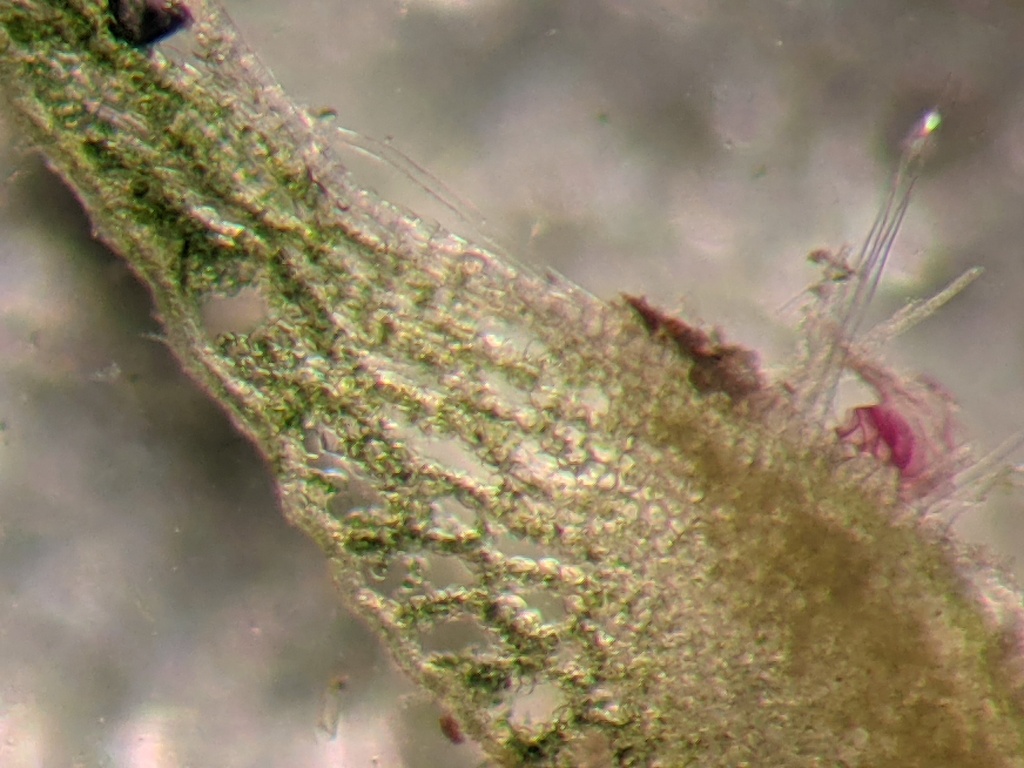 Asterella (hero image)