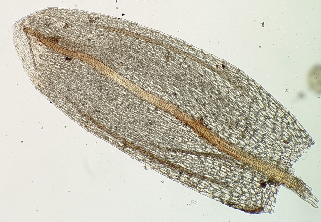 Bryum sullivanii (hero image)