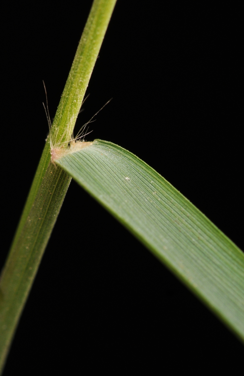 Thinopyrum junceiforme (hero image)