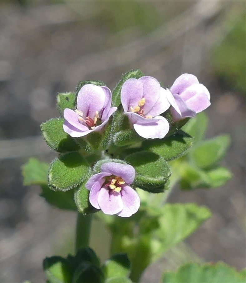 Pelargonium helmsii (hero image)