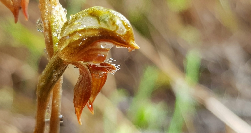 Pterostylis squamata (hero image)
