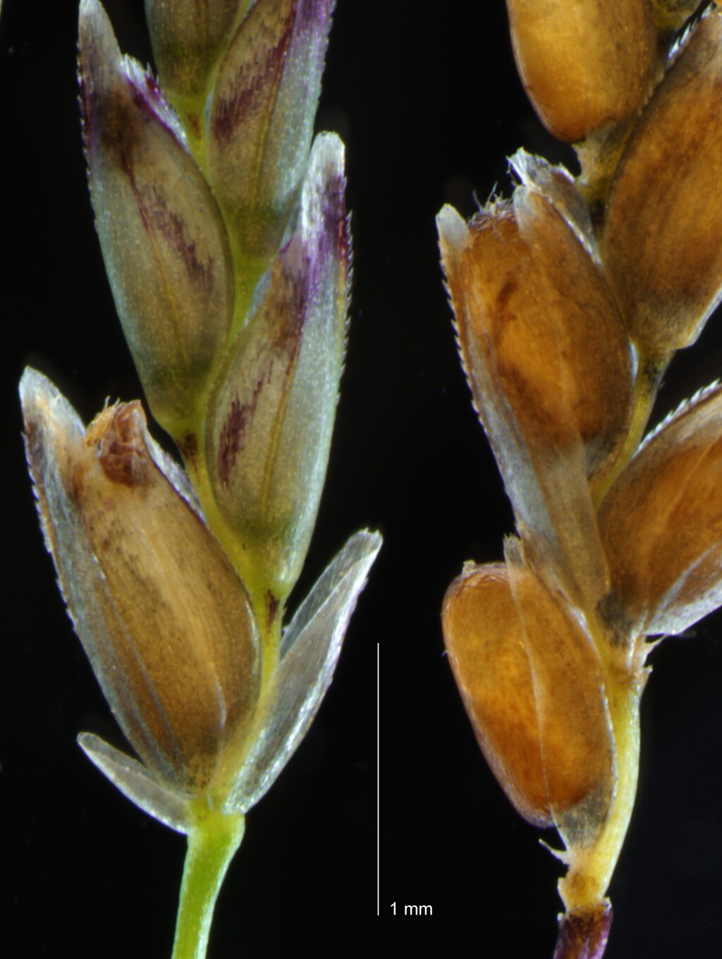 Eragrostis (hero image)