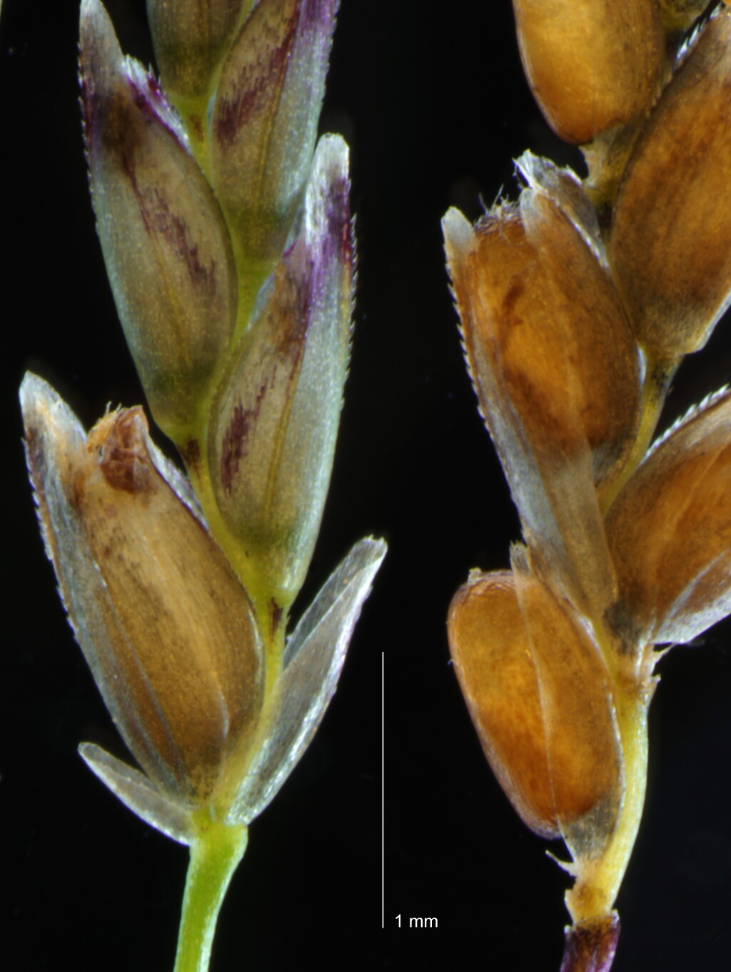 Eragrostis pilosa (hero image)