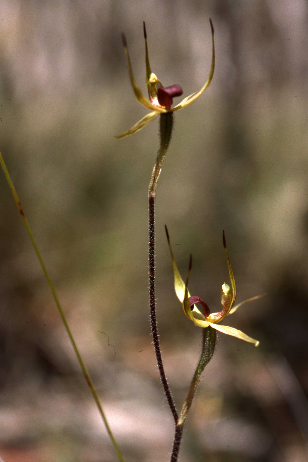 Caladenia leptochila (hero image)