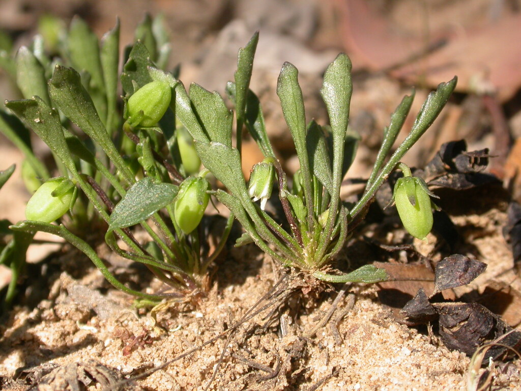 Viola cleistogamoides (hero image)