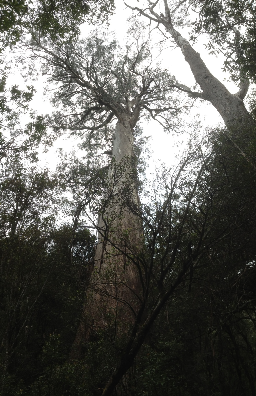 Eucalyptus denticulata (hero image)