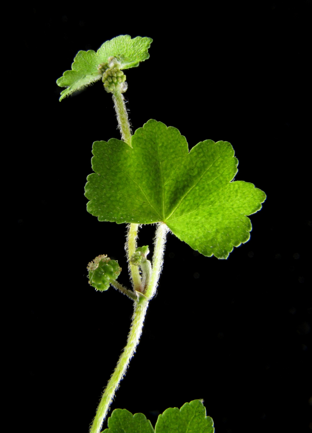 Hydrocotyle hirta (hero image)