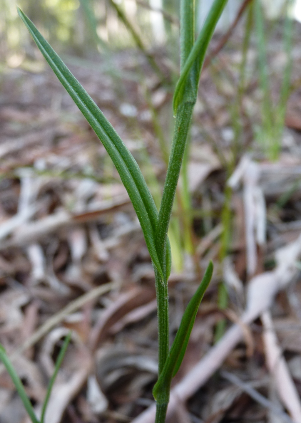 Pterostylis melagramma (hero image)