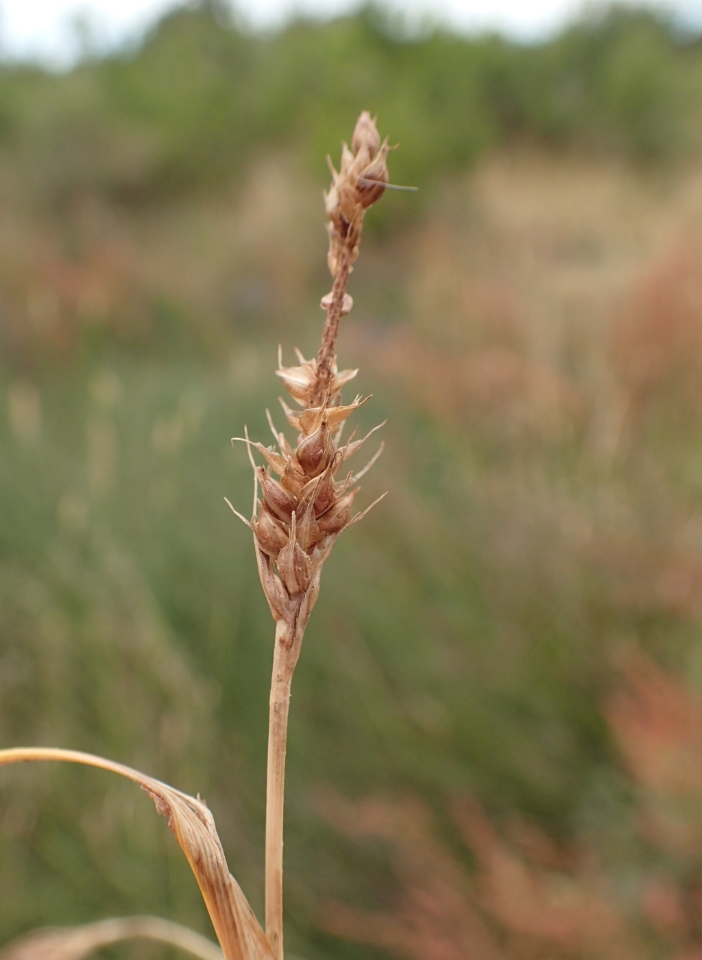 Carex tasmanica (hero image)