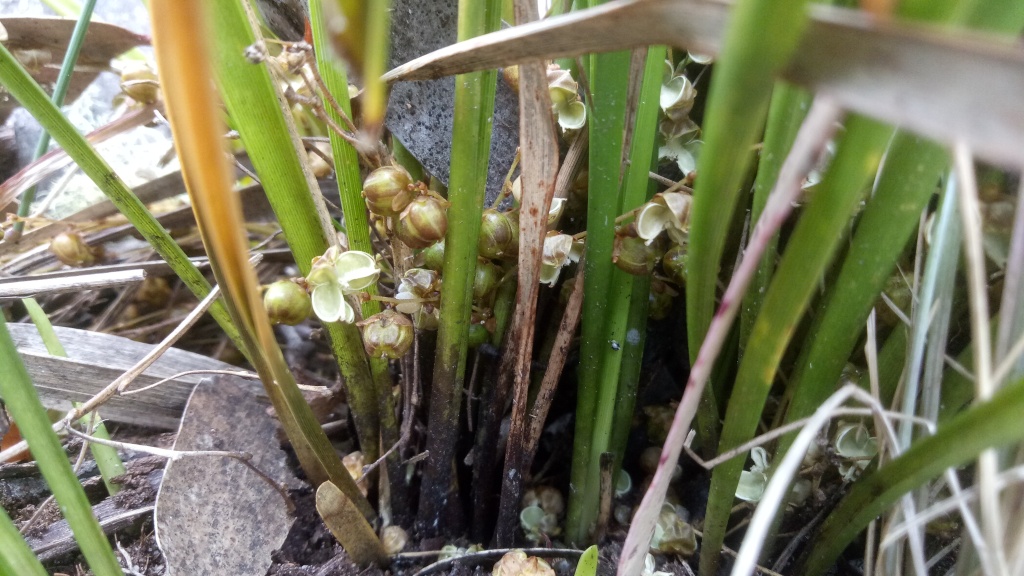 Lomandra oreophila (hero image)