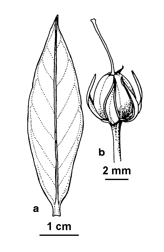 Lysimachia vulgaris (hero image)