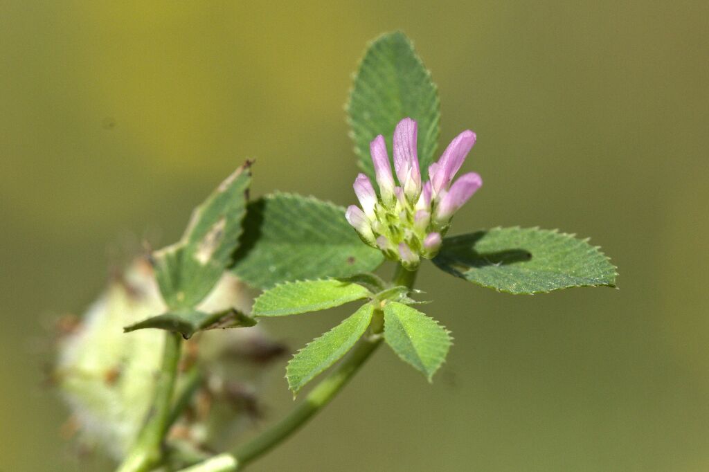 Trifolium resupinatum (hero image)