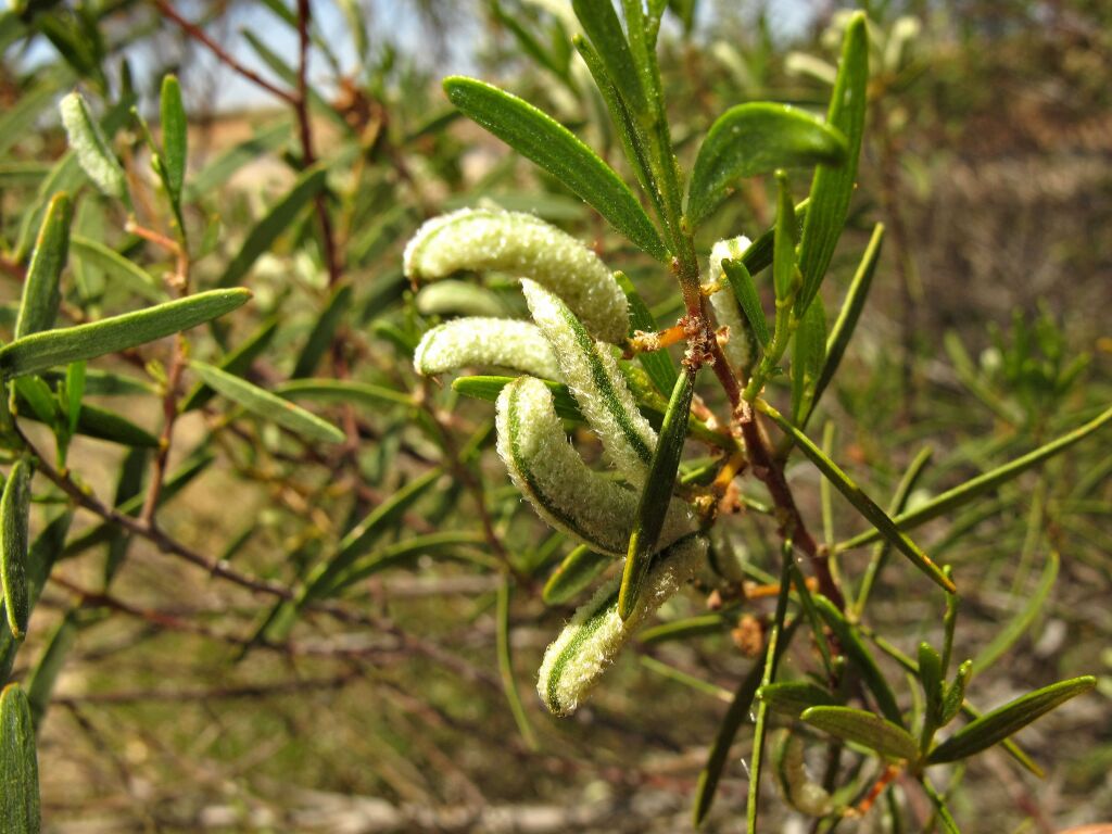 Acacia montana (hero image)