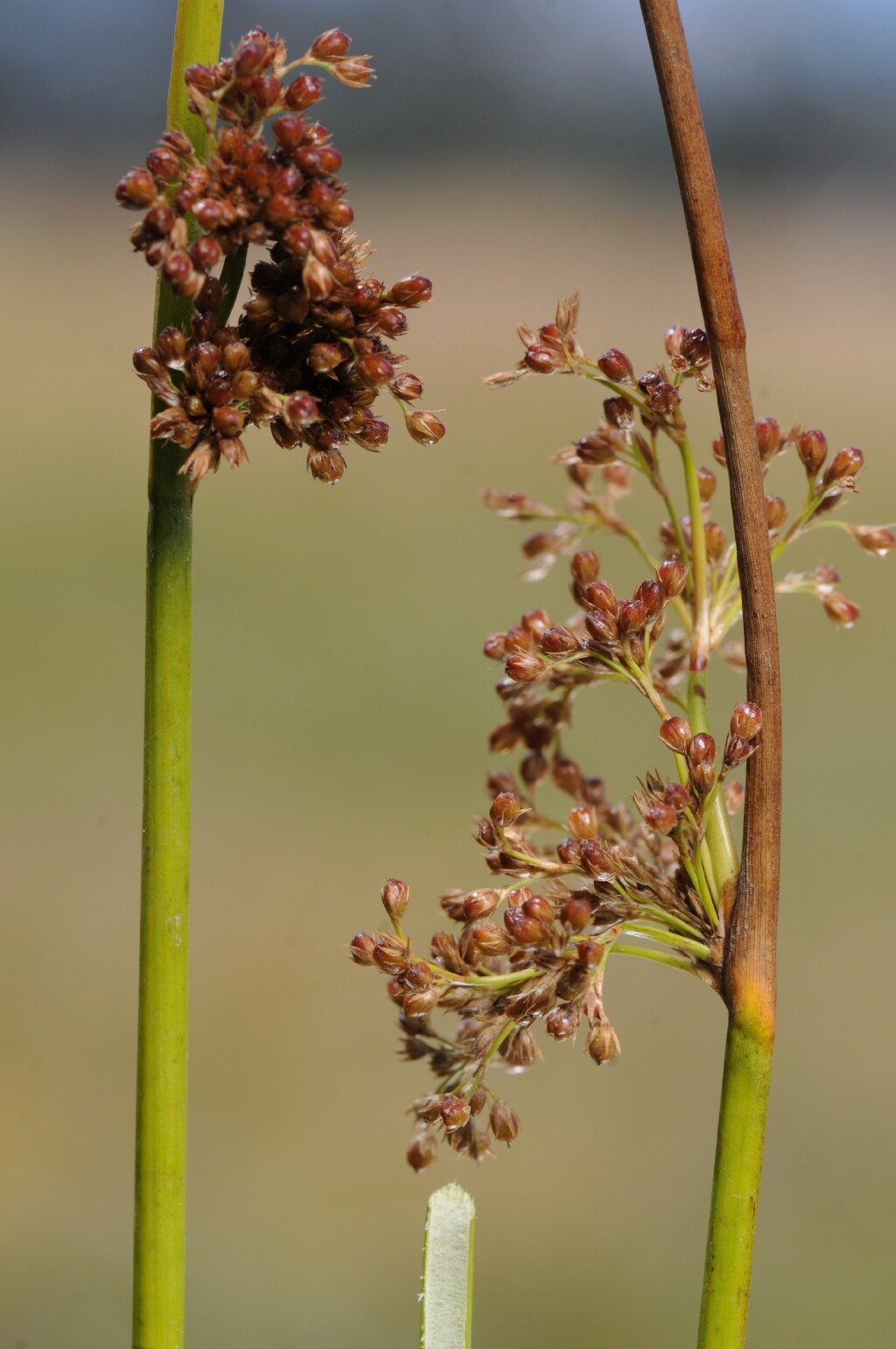 Juncus effusus (hero image)