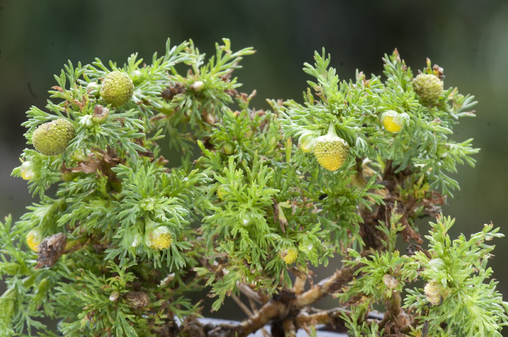 Matricaria discoidea (hero image)