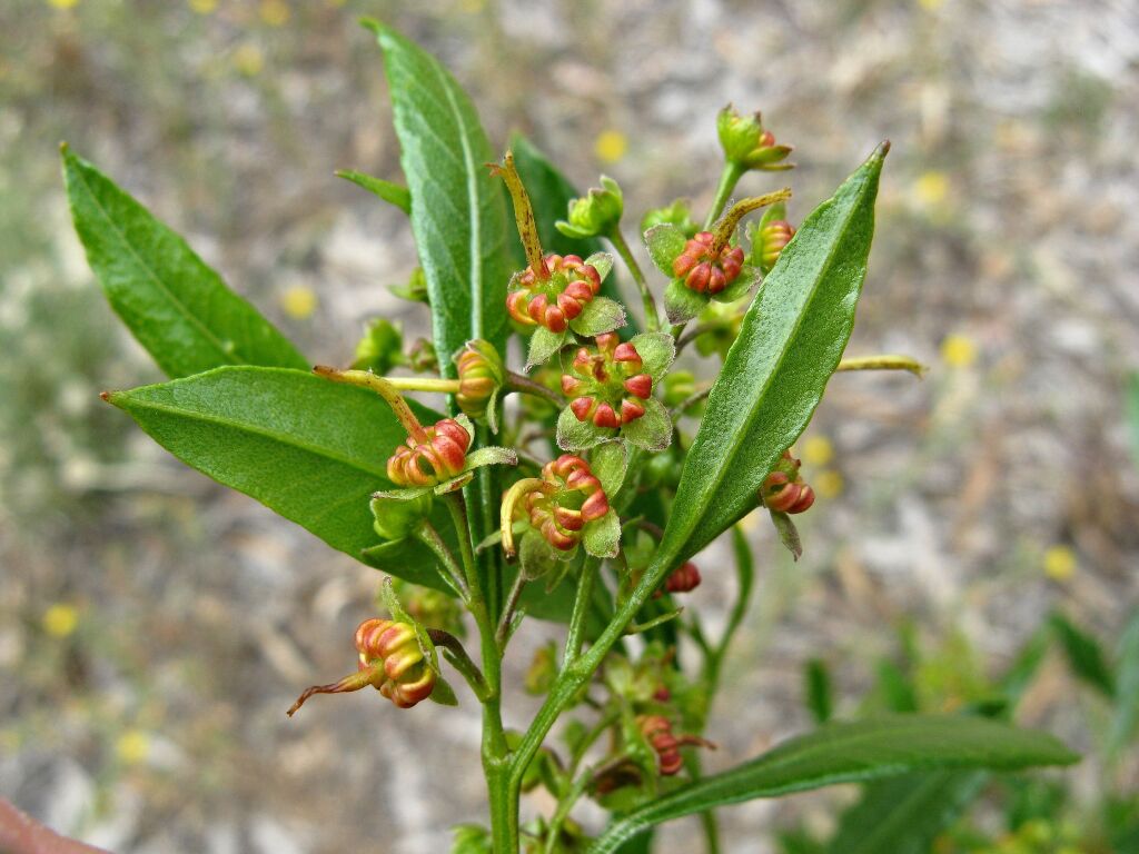 Dodonaea viscosa subsp. spatulata (hero image)