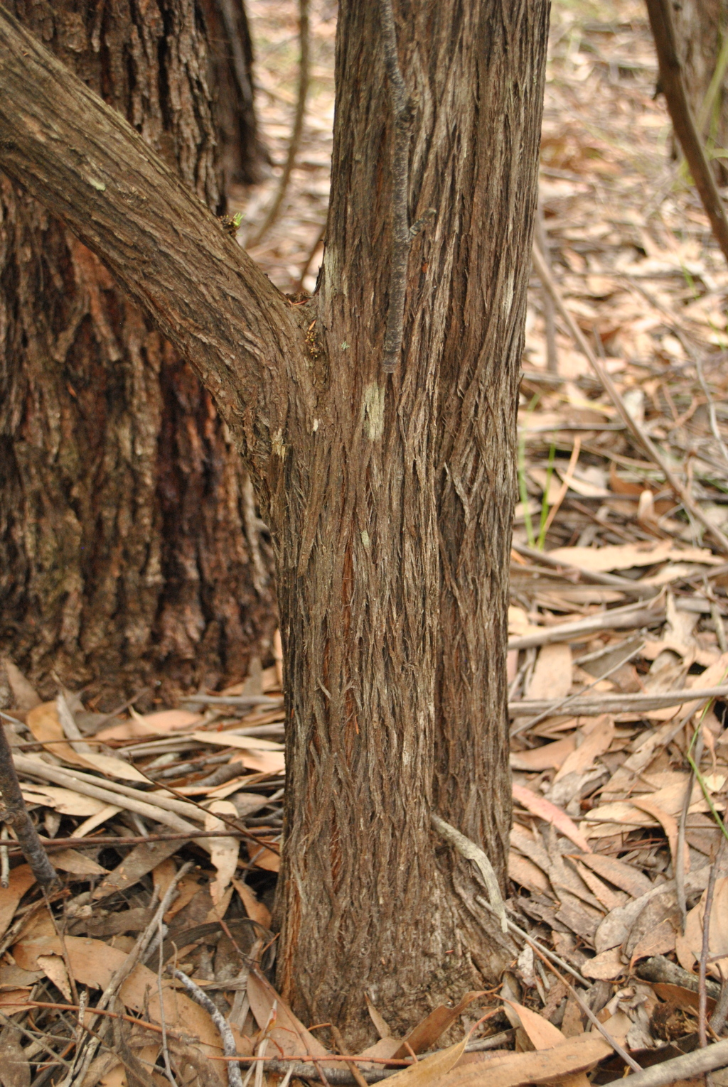 Kunzea ambigua (hero image)