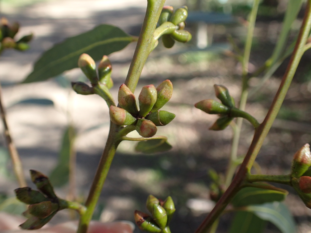 Eucalyptus saligna (hero image)