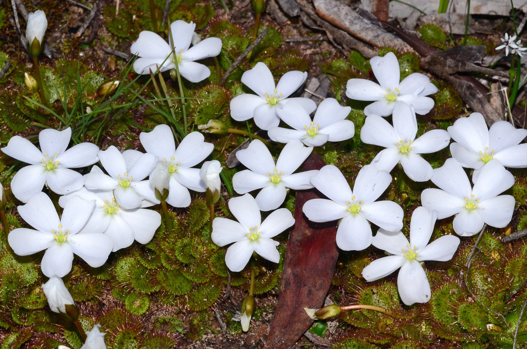 Drosera (hero image)