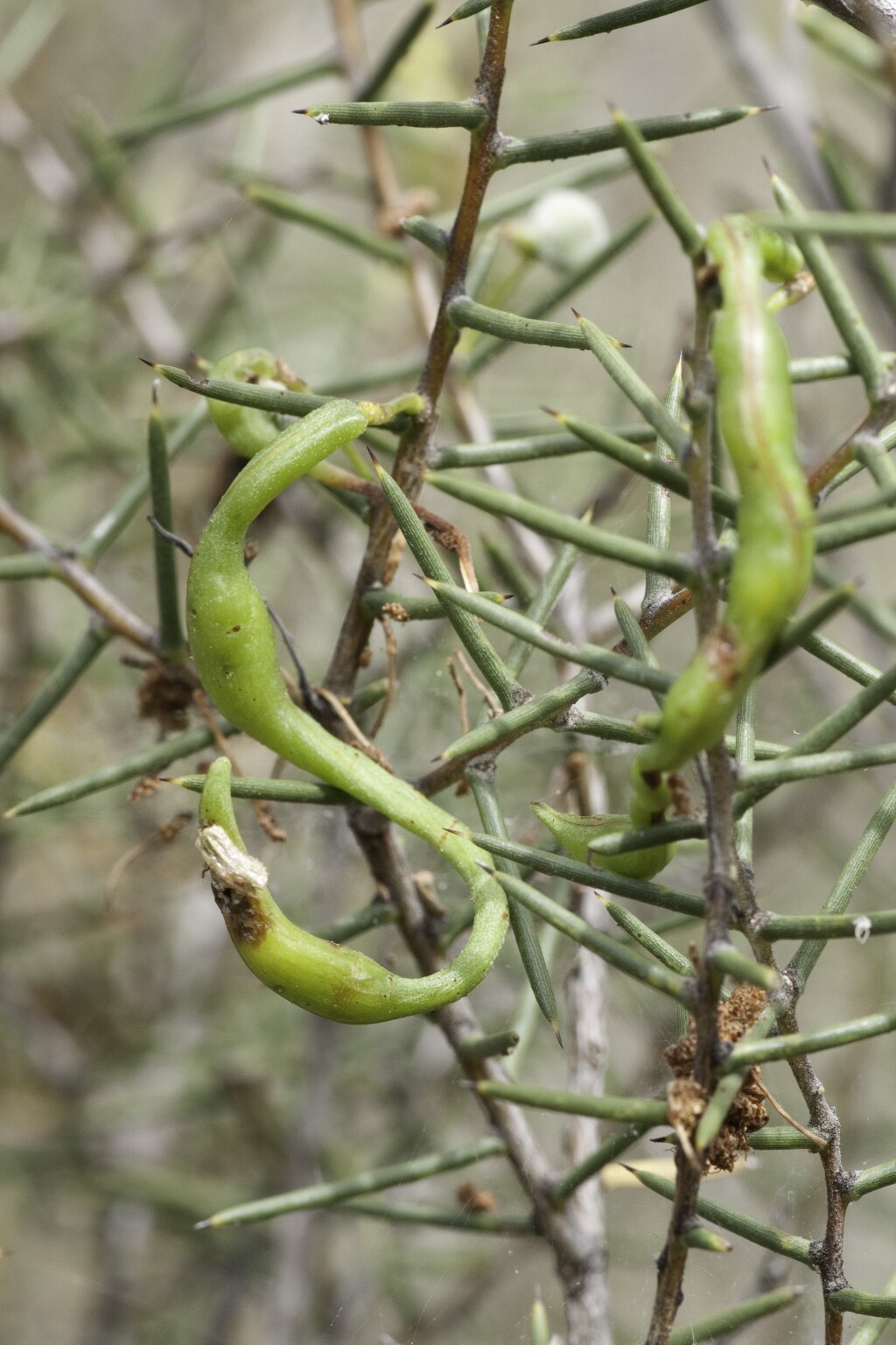 Acacia nyssophylla (hero image)