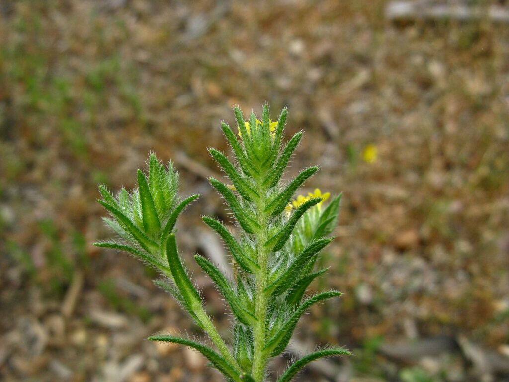 Neatostema apulum (hero image)