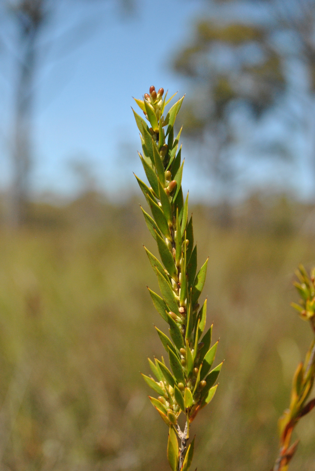 Styphelia esquamata (hero image)