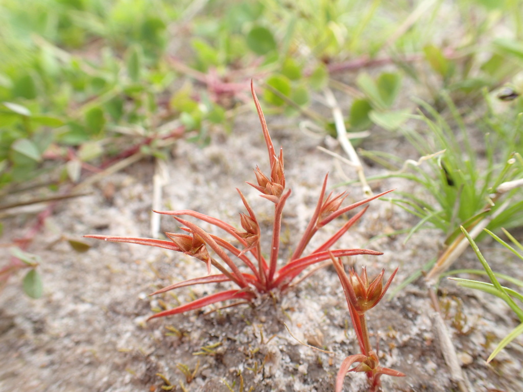 Juncus capitatus (hero image)