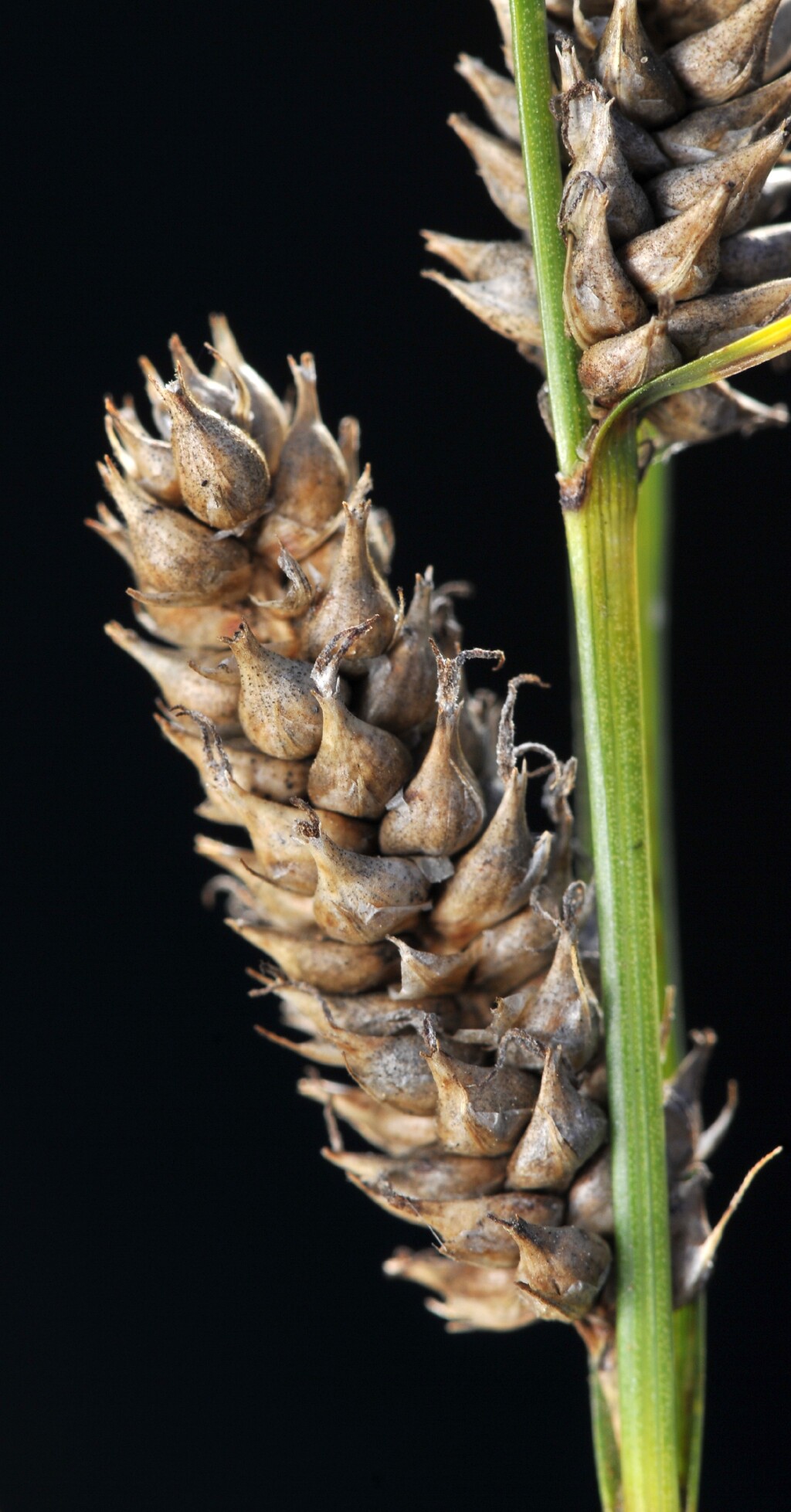 Carex bichenoviana (hero image)