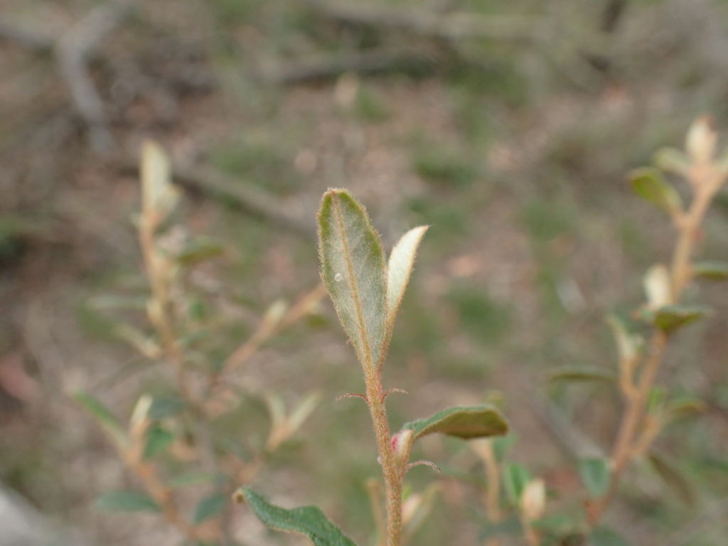 Pomaderris pauciflora (hero image)