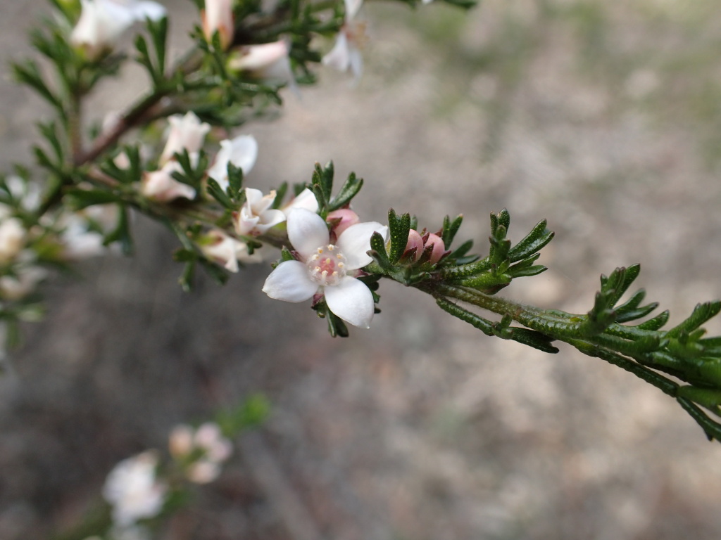 Cyanothamnus anemonifolius (hero image)