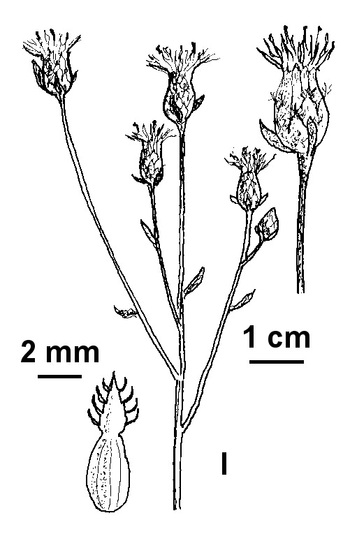 Centaurea paniculata (hero image)