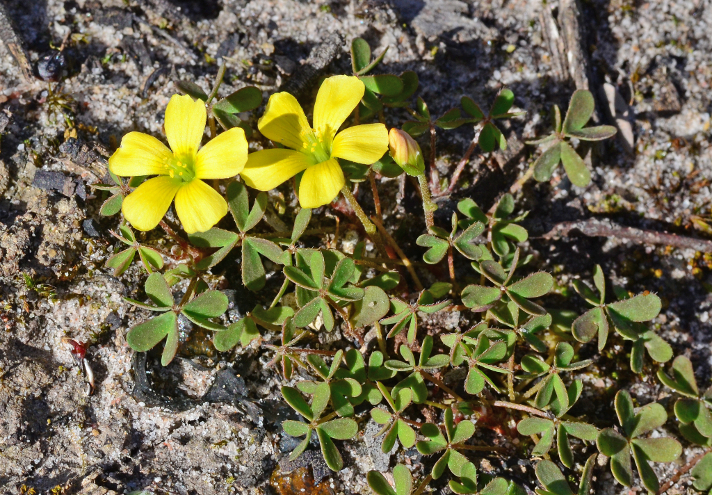 Oxalis perennans (hero image)