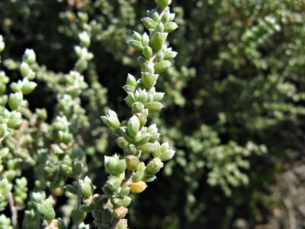 Maireana oppositifolia (hero image)