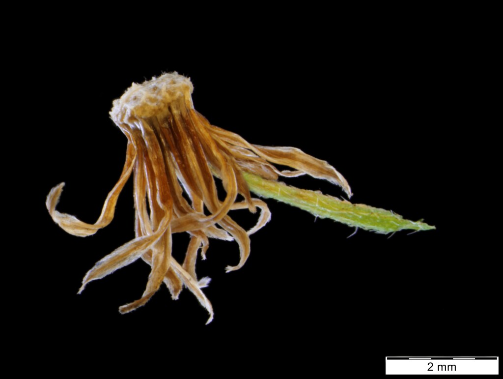 Erigeron bilbaoanus (hero image)